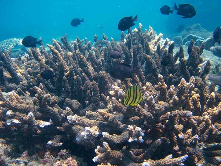 Snorkelling on Koh Rong Samloem