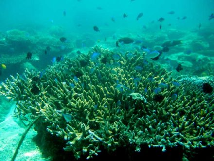 Coral on Lazy Beach Koh Rong Samloem