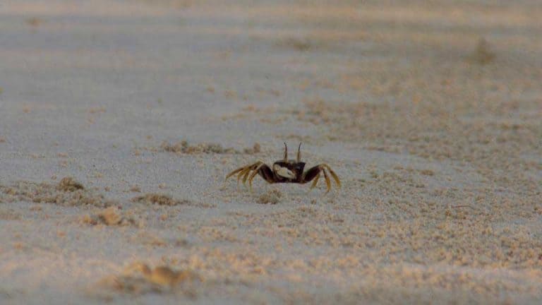 Crab-on-Koh-Rong-Island-in-Cambodia
