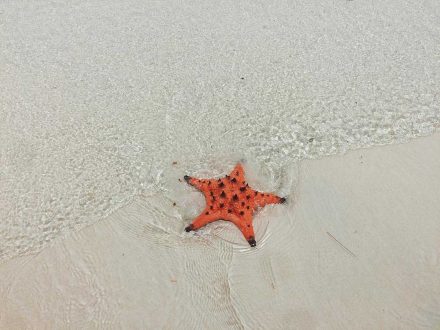 Star Fish on Koh Rong Island in Cambodia