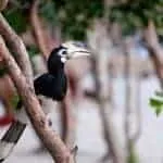 Wild Hornbill on Koh Rong Samloem