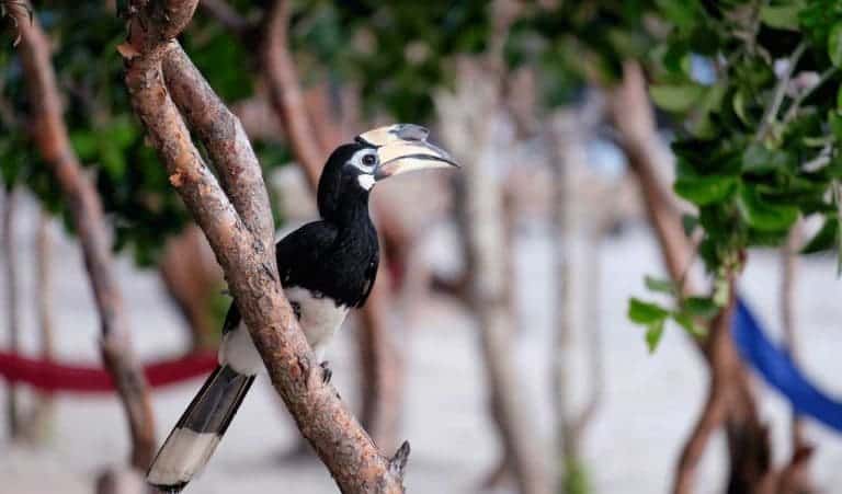 Wild Hornbill on Koh Rong Samloem